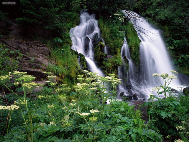 picture of cascading water with meadow flowers in the foreground
